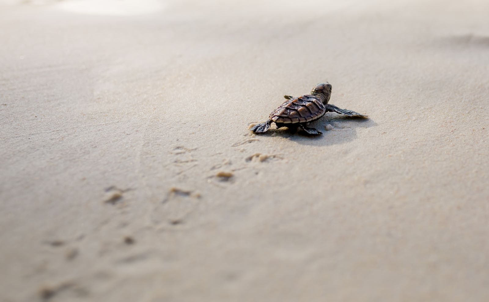 baby sea turtle crawling through the sand on anna maria island